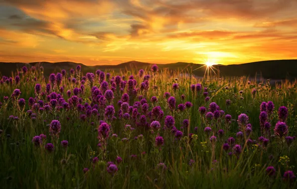 Field, sunset, flowers