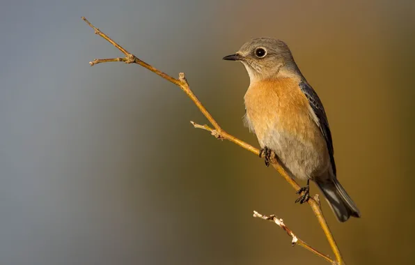 Bird, branch, beak, female, Western sialia