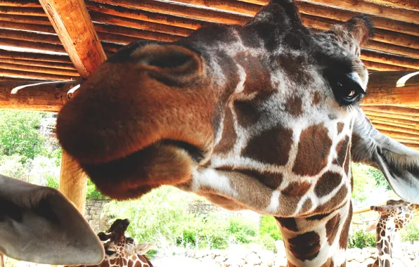 Animal, giraffe, muzzle, zoo, face, animal, giraffe, zoo