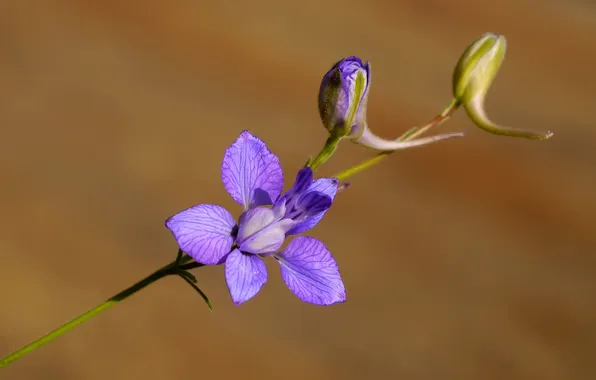 Flowers, nature, plant, petals