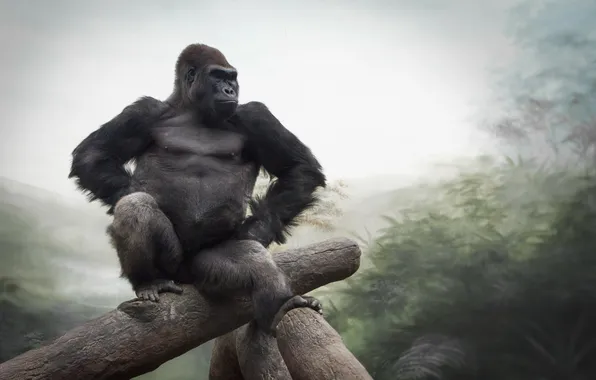 Nature, monkey, Gorilla