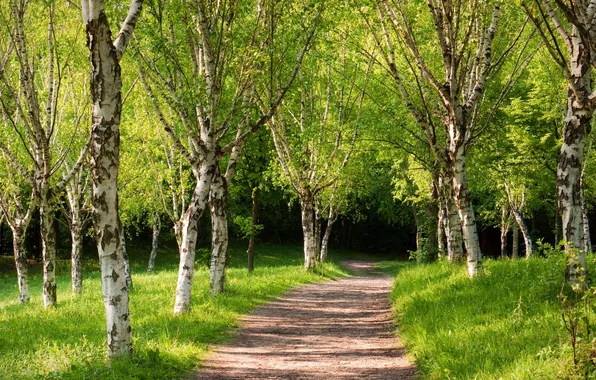 Picture summer, Park, track, green trees