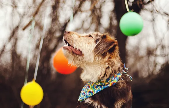 Picture background, balls, dog