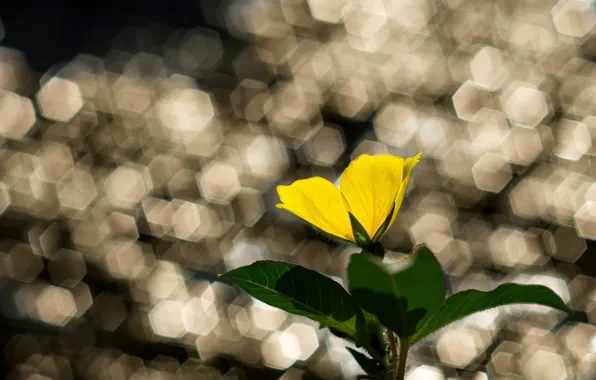 Picture flower, leaves, yellow, glare