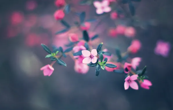 Picture flowers, nature, paint, colors, nature, flowers, bokeh, bokeh