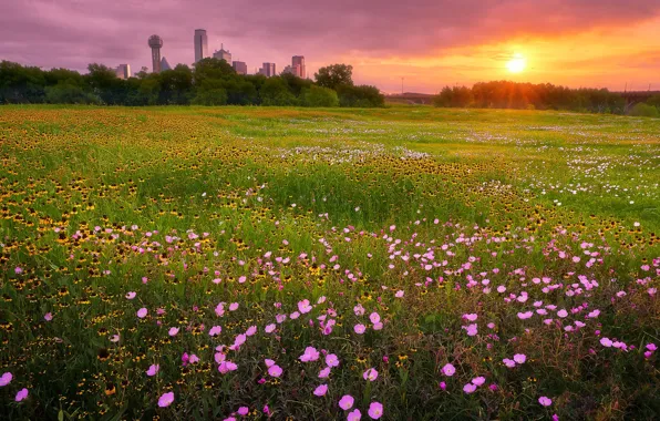 Field, summer, the sky, grass, the sun, rays, light, sunset