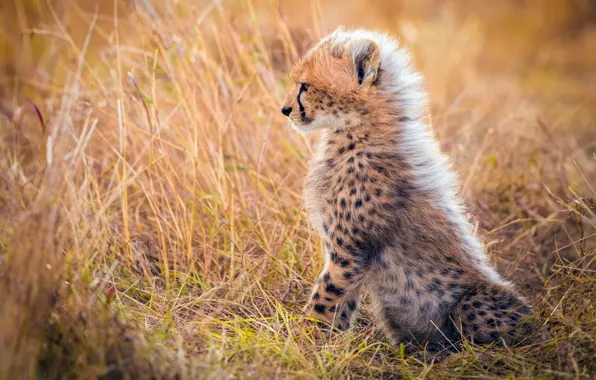 Grass, wool, mane, Cheetah, Africa, cub
