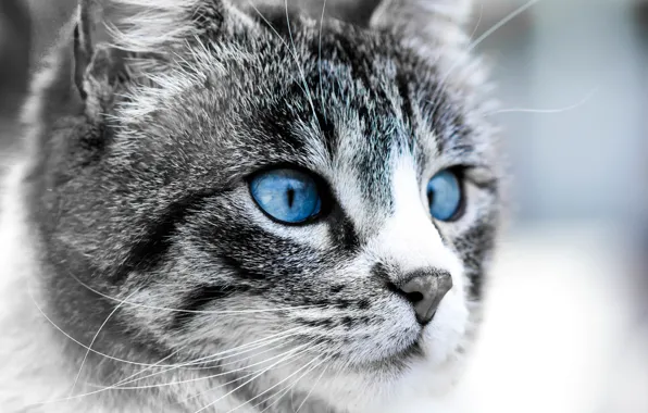 Cat, eyes, face, The moon, blue