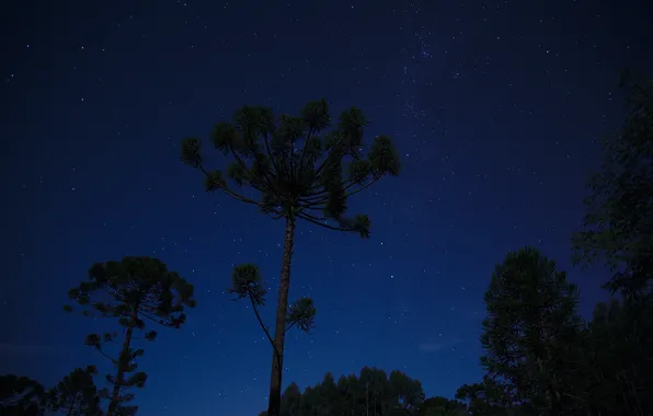 Picture space, stars, trees, night