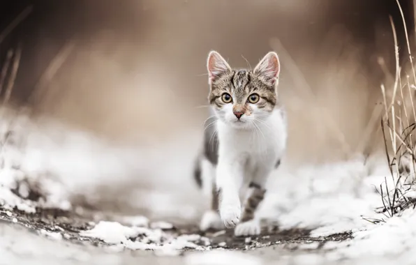 Look, snow, muzzle, kitty, bokeh, cat