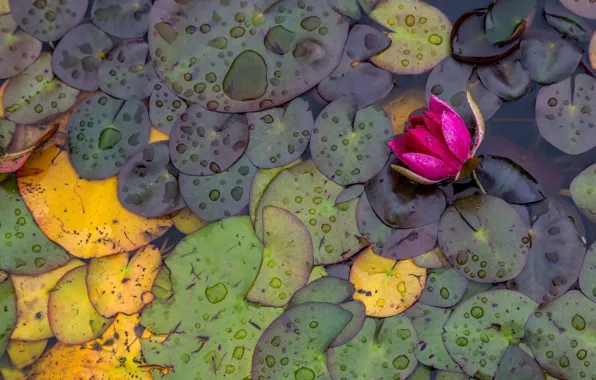 Leaves, pond, water lilies