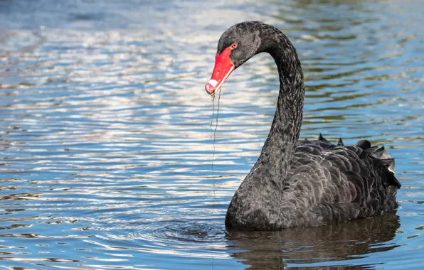 Picture look, water, bird, black, swans, pond, swimming