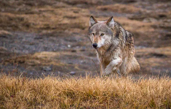 Nature, face, animal, wolf, wildlife, head, fur, mammal