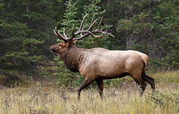 Picture grass, trees, nature, horns, deer