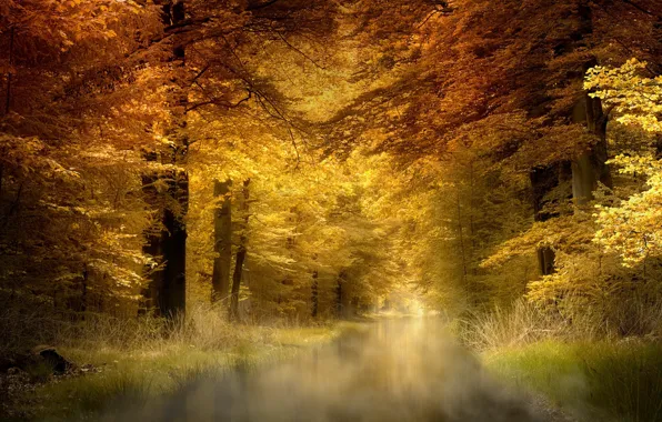 Picture nature, fog, Park