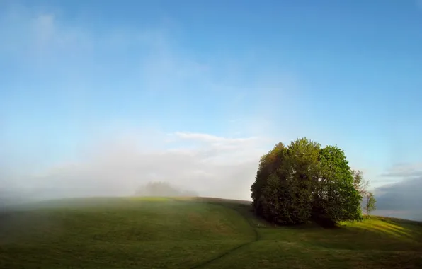 Field, summer, trees, fog