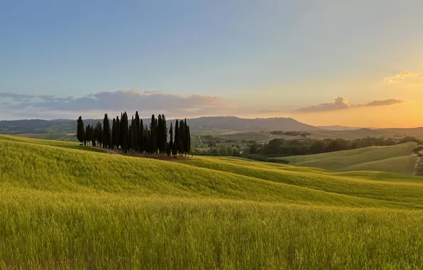 Field, Italy, cypress, Tuscany