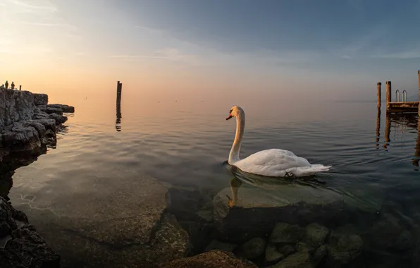 Picture white, stones, bird, shore, swans, pond
