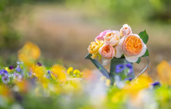 Picture roses, lake, a bunch, bokeh