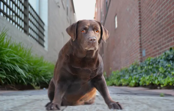 Look, background, each, dog