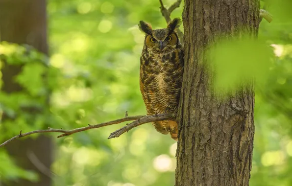 Picture greens, look, trees, branches, nature, green, background, owl