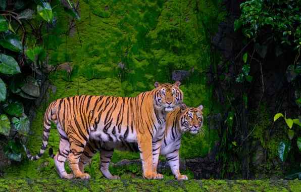 Greens, tiger, stones, rocks, moss, pair, tigers, two