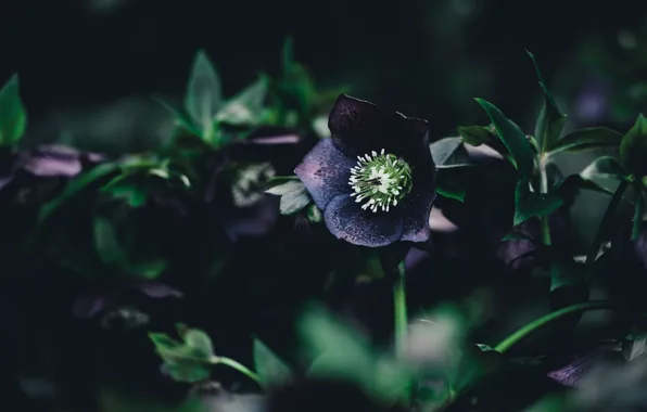 Flowers, plant, petals