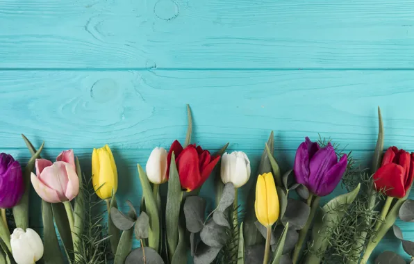 Flowers, colorful, tulips, flowers, beautiful, tulips, spring, multicolored