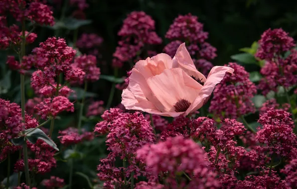 Summer, flowers, the dark background, Mac, Maki, garden, pink, flowerbed