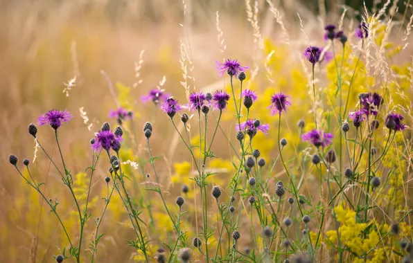 Wallpaper yellow, flowers, lilac, field, bokeh, field, cornflowers