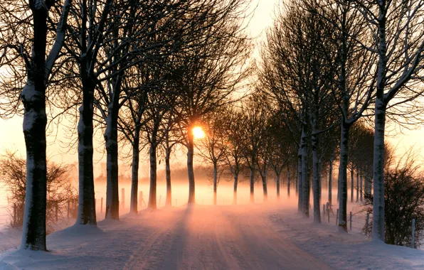 Picture light, trees, winter, snow, sun