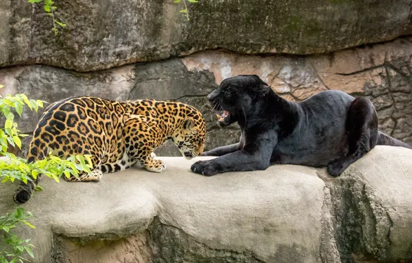 Predators, Panther, pair, grin, grace, wild cats, zoo, jaguars