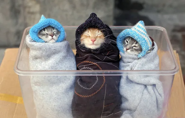 Animals, box, cats
