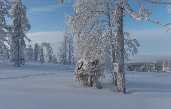 Cold, winter, frost, forest, clouds, snow, branches, traces