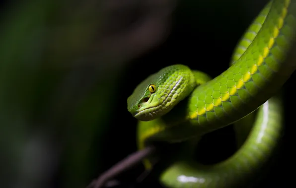 Snake, Python, black background, green, bokeh