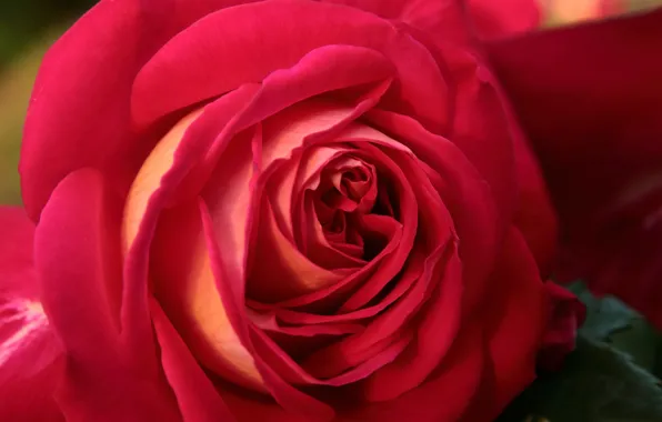 Picture macro, rose, petals, Bud, scarlet rose