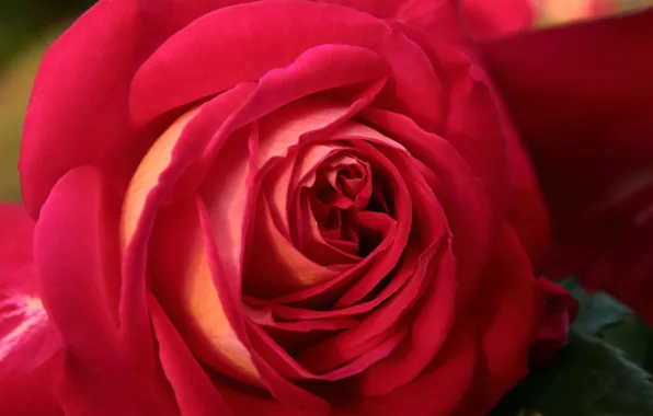 Macro, roses, petals, buds, scarlet rose