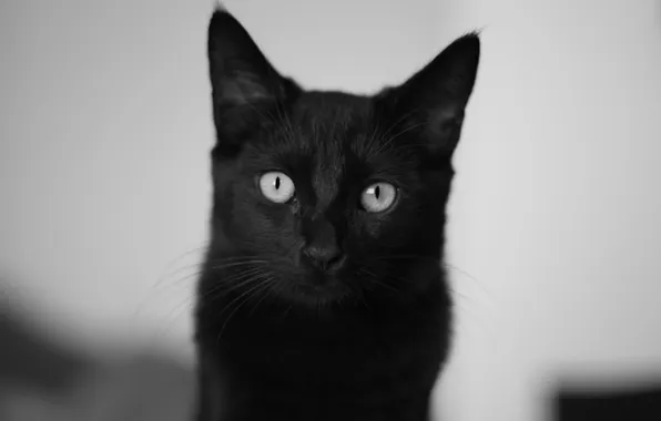 Picture cat, eyes, cat, black