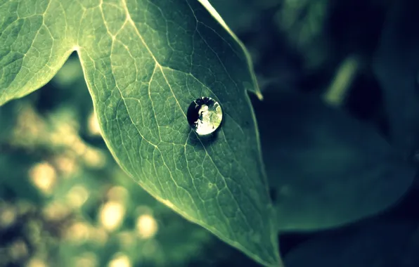 Greens, leaves, drops, macro, nature, green