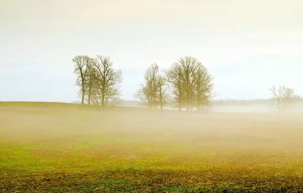 Field, landscape, fog