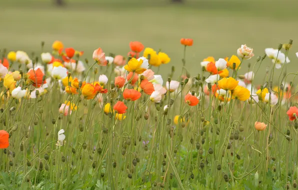 Nature, Park, Maki, garden, meadow