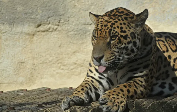Picture language, cat, Jaguar
