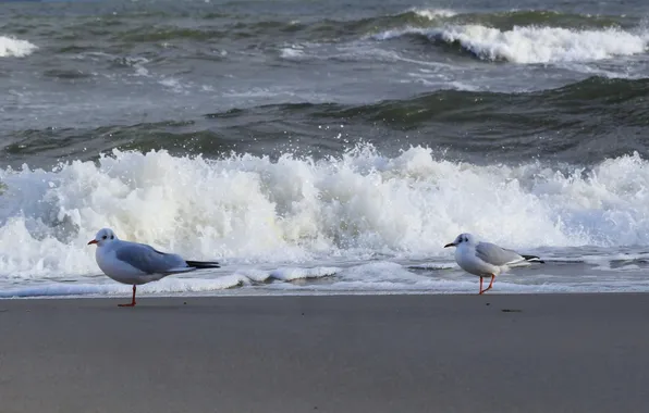 Beach, sea, ocean, bird, water, seagull