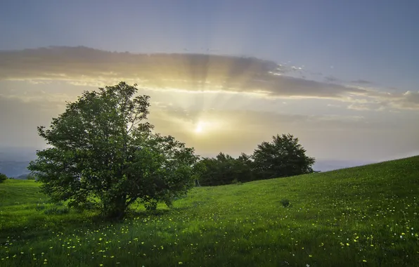 Picture trees, meadow, Italy, the bushes, Italy, Bolognola, Marche, Bolognola