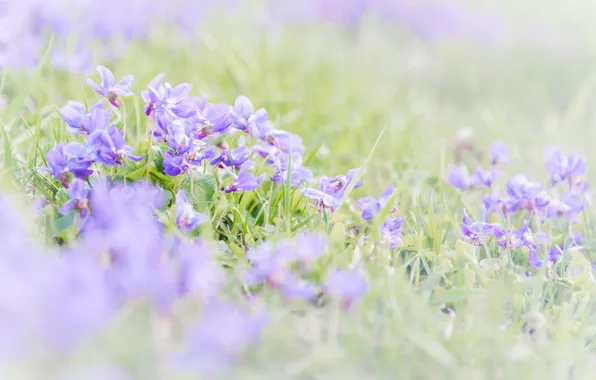 Picture grass, spring, violet