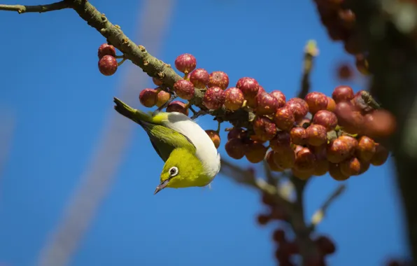 Birds, berries, branch, Japanese white-eye