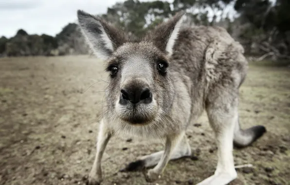 Picture macro, nature, kangaroo