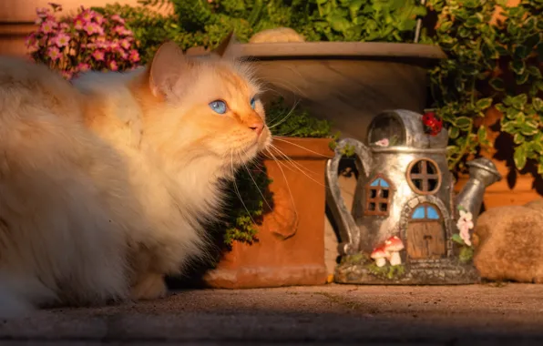 Cat, cat, look, light, flowers, pose, fluffy, garden