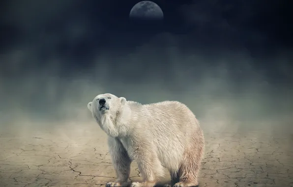 Picture white, night, the moon, bear, bear