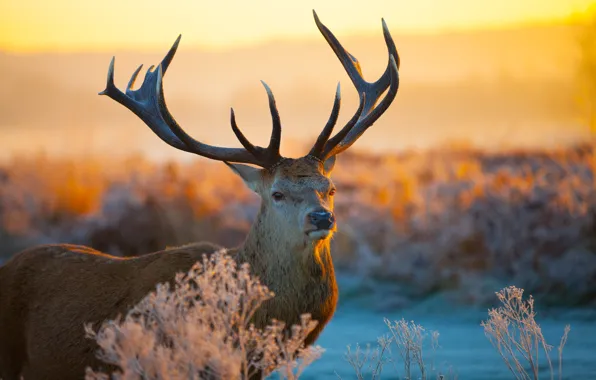 Picture field, sunset, nature, deer, horns